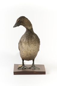 Musk Duck standing front on and looking to the right