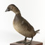 Musk Duck standing front left and looking backwards over right wing