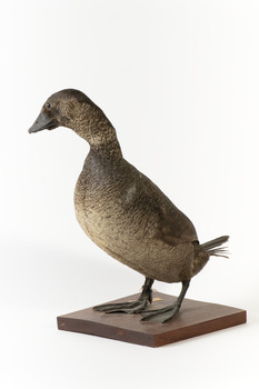 Musk Duck standing front left and looking backwards over right wing