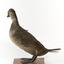 Musk Duck facing left and looking towards right