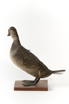 Musk Duck facing left and looking towards right