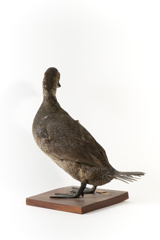 Musk Duck facing back left and looking over right wing