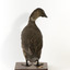 Rear of Musk Duck looking over right wing