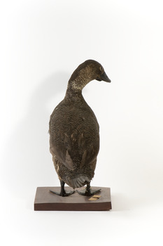Rear of Musk Duck looking over right wing