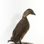 Musk Duck facing back right and looking over right wing