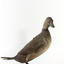 Musk Duck standing towards the right and looking over right wing
