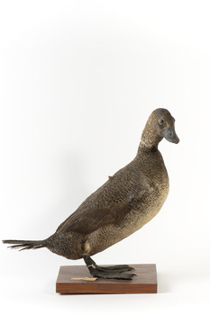 Musk Duck standing towards the right and looking over right wing