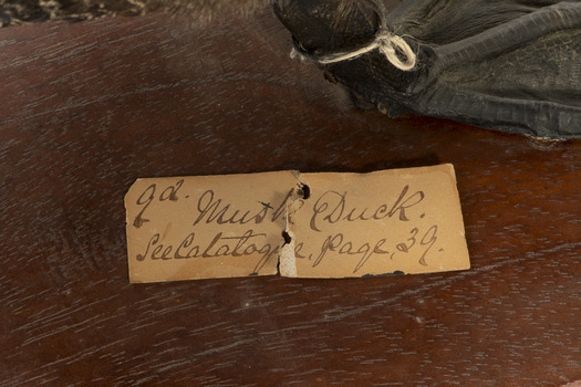 Paper tag reading "9a Musk Duck. See Catalogue, page, 39."