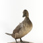 A Musk Duck standing front right and looking over right shoulder