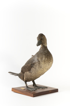 A Musk Duck standing front right and looking over right shoulder