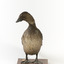 A Musk Duck standing front on and looking over right wing