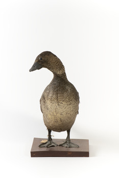 A Musk Duck standing front on and looking over right wing