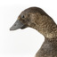 Close up of left side of Musk Duck head