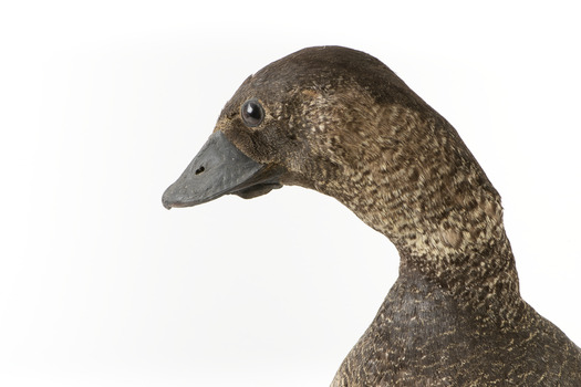 Close up of left side of Musk Duck head