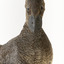 Close up of front of Musk Duck head
