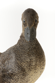 Close up of front of Musk Duck head
