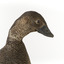 Close up of right side of Musk Duck head