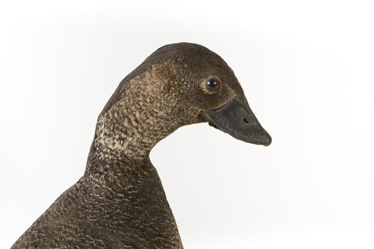 Close up of right side of Musk Duck head