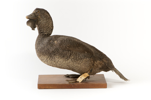 Musk Duck facing left