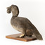 Musk Duck facing left back