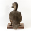 Rear of a Musk Duck 