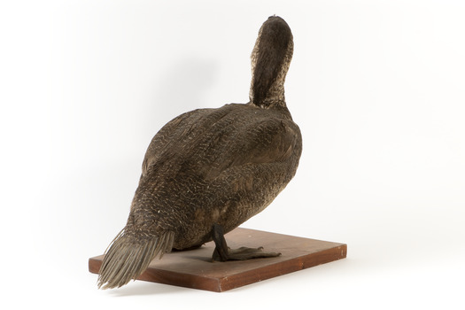 Musk Duck facing back right