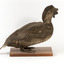 Musk Duck facing right and looking slightly to the left