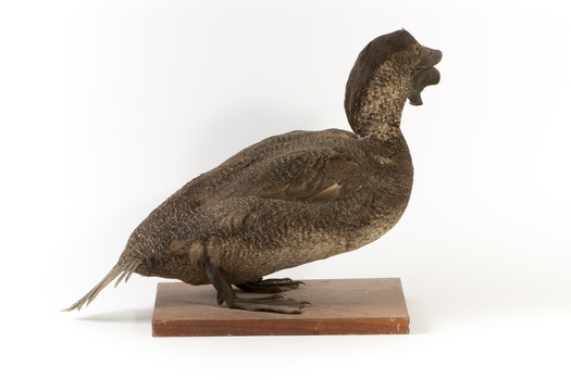 Musk Duck facing right and looking slightly to the left