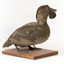 Musk Duck facing front right and looking over left wing
