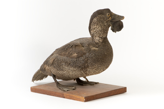 Musk Duck facing front right and looking over left wing