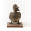 Musk Duck standing front on and looking slightly towards left shoulder