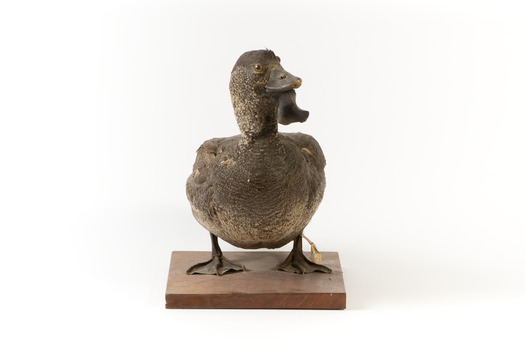 Musk Duck standing front on and looking slightly towards left shoulder