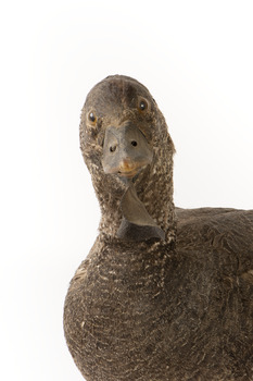 Close up of the front of the Musk Duck