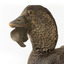 Close up of the left side of the Musk Duck head