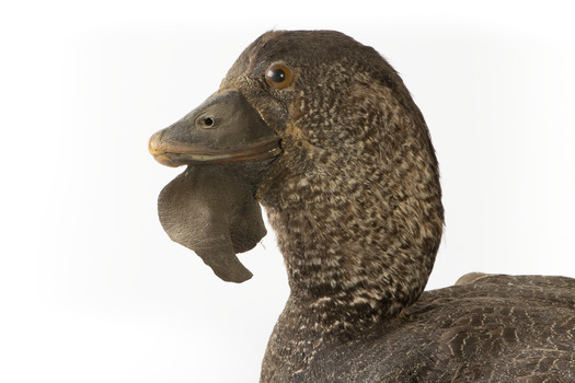 Close up of the left side of the Musk Duck head