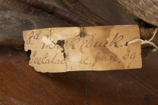 Close up of paper tag