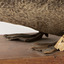 Close up of left side of Musk Duck focusing on feet with paper tag attached to left leg.