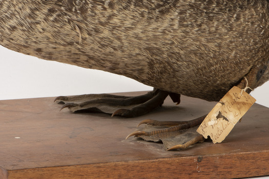 Close up of left side of Musk Duck focusing on feet with paper tag attached to left leg.