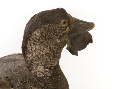 Close up of the right side of the Musk Duck head