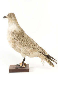 Pacific Gull facing left and looking towards right wing