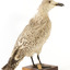 Rear of a Pacific Gull looking towards front right