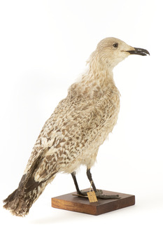 Rear of a Pacific Gull looking towards front right