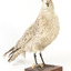 Pacific gull standing front right and facing forwards