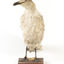 Pacific Gull standing front on and head positioned towards the left 