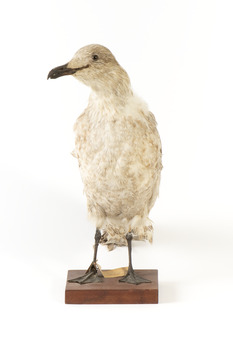 Pacific Gull standing front on and head positioned towards the left 
