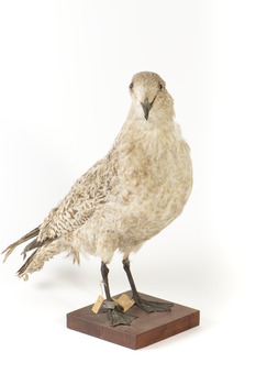 Pacific Gull standing towards the front right and looking to the front.