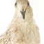 Close up of the head of the Pacific Gull 