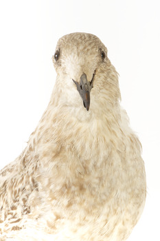 Close up of the head of the Pacific Gull 