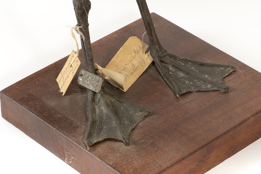 Close up of the legs of the Pacific Gull with two paper tags and a metal tag tied to left leg