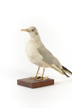 Front left side of a Common Gull